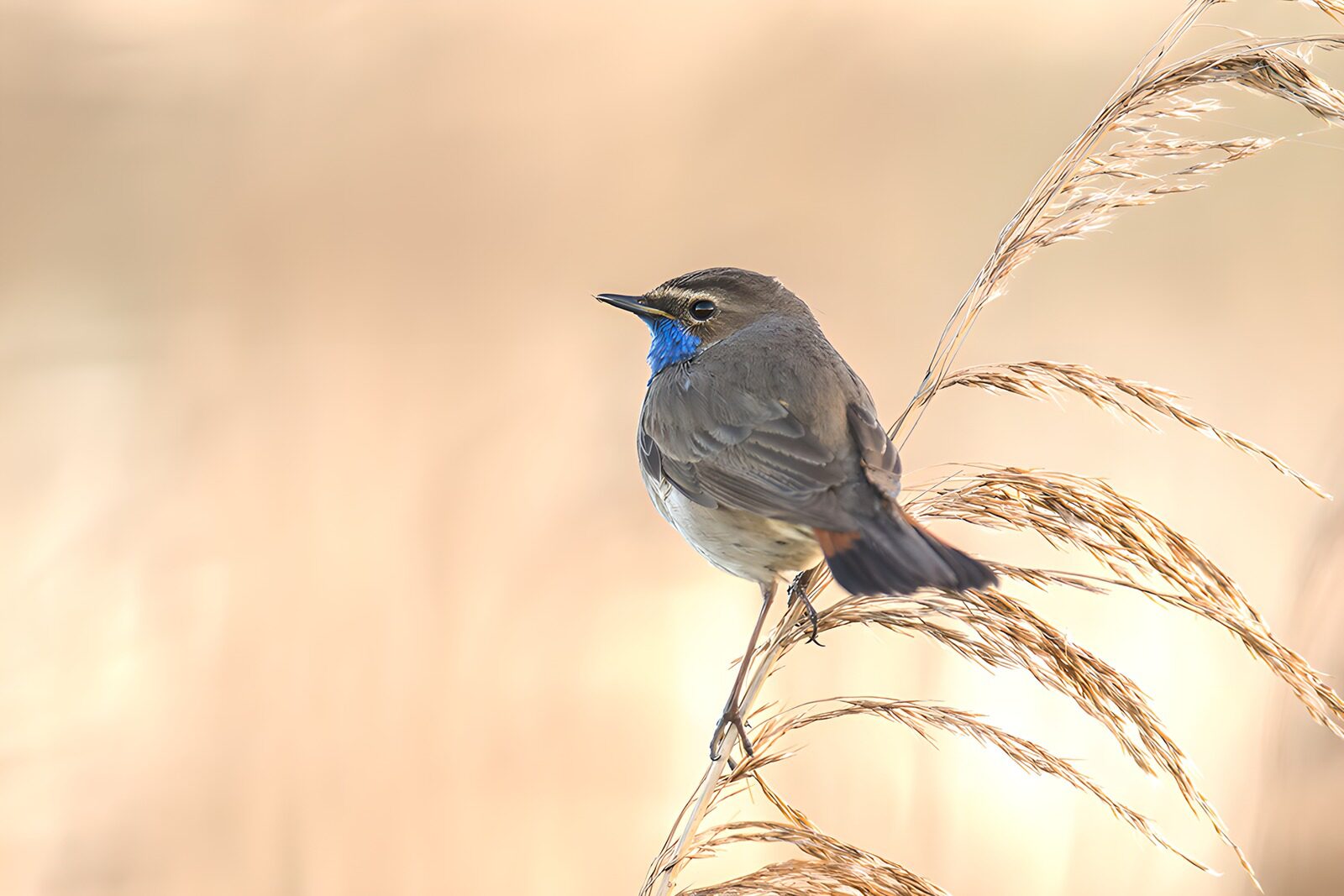CW5280875: Blauwe vogeltje op een rietplant