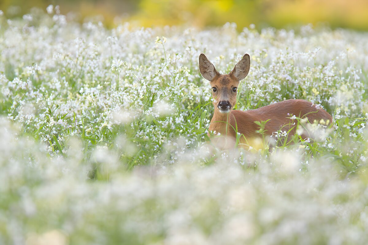 Ree in een bloemenveld