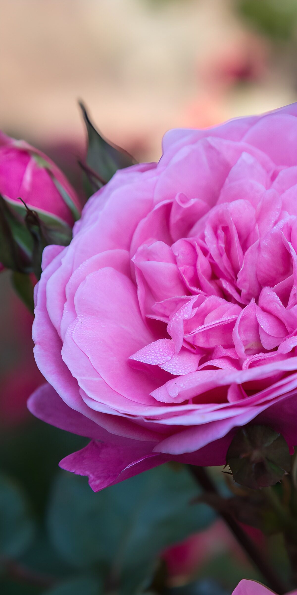 CW1389453: Prachtige Roze Roos in Volle Bloei