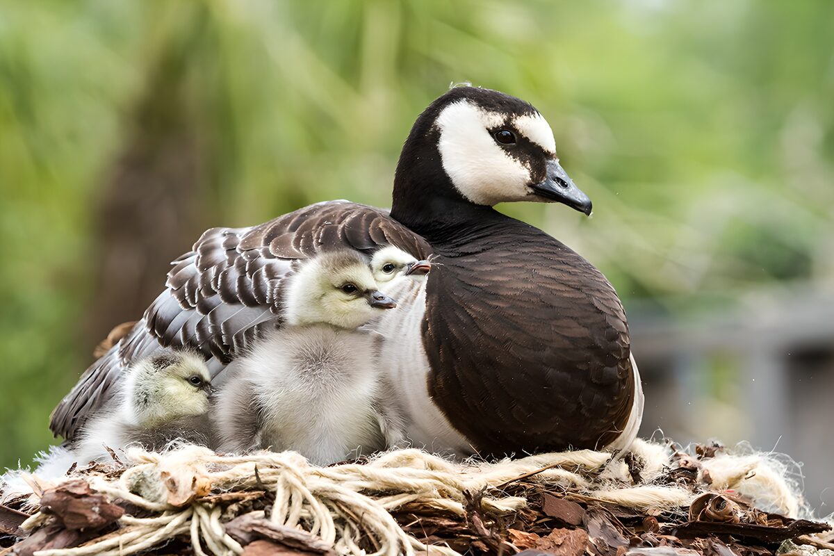 Moeder met kuikens in het nest