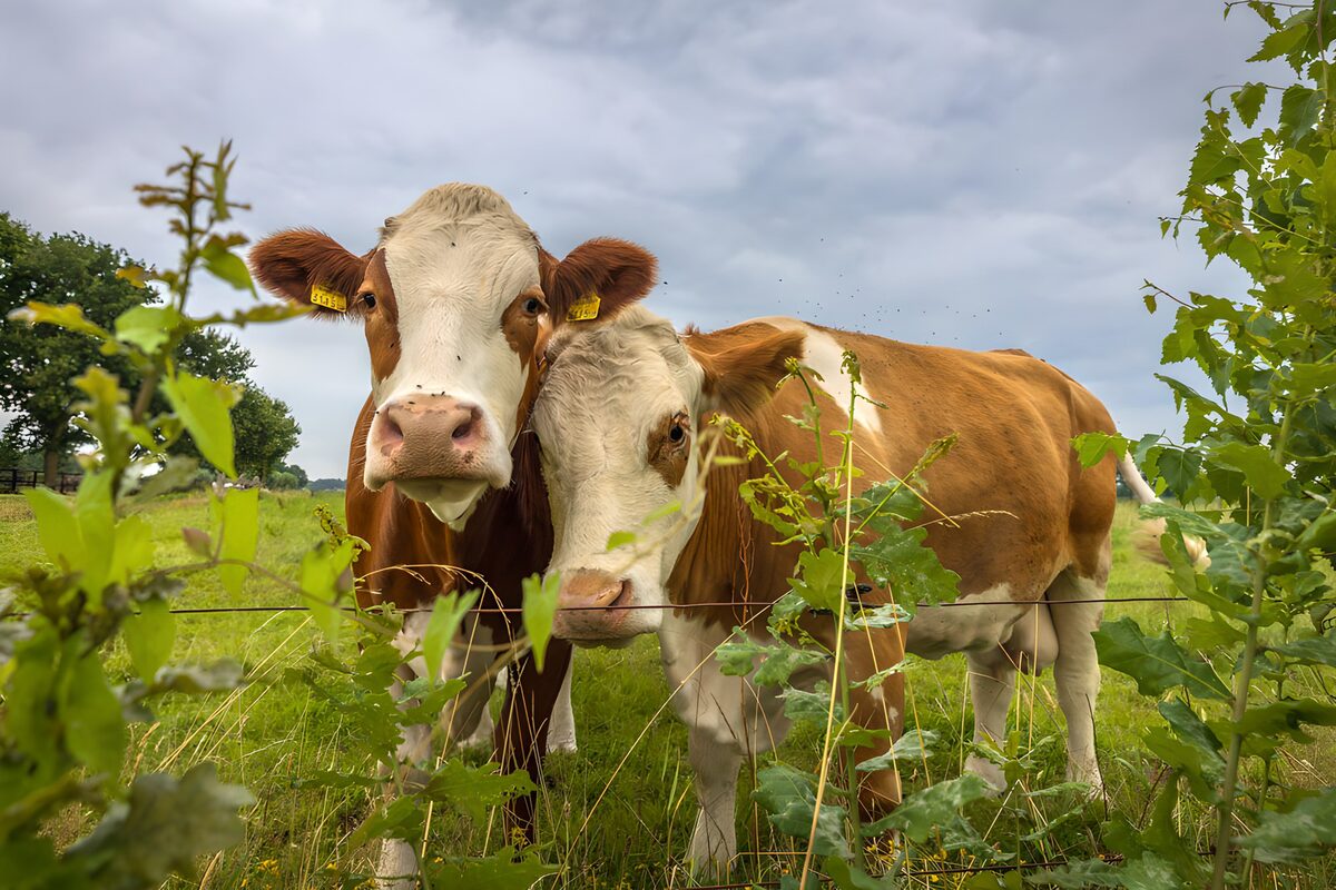 Twee vrolijke koeien in het veld