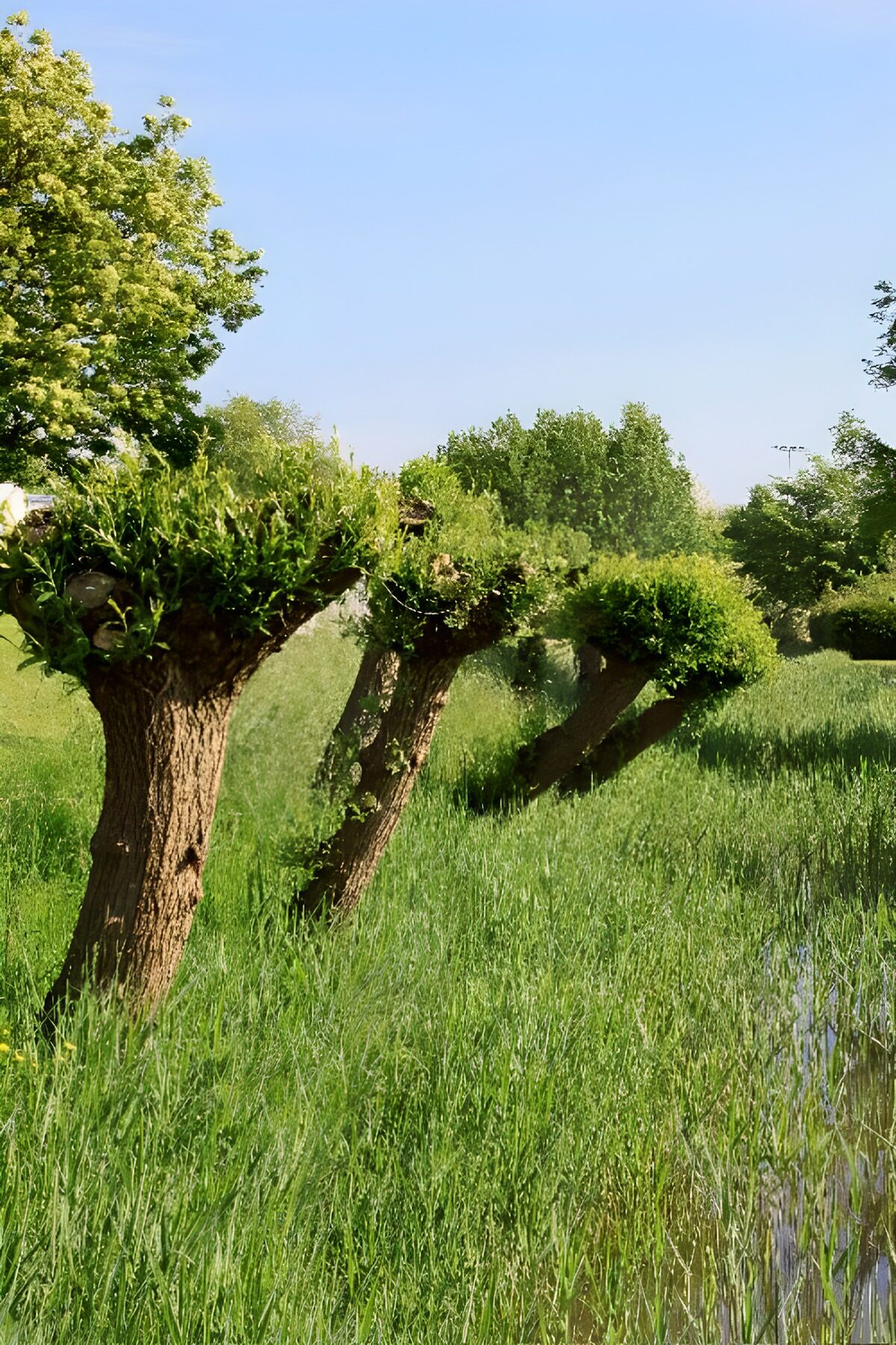 Snoeibomen langs een groene weide