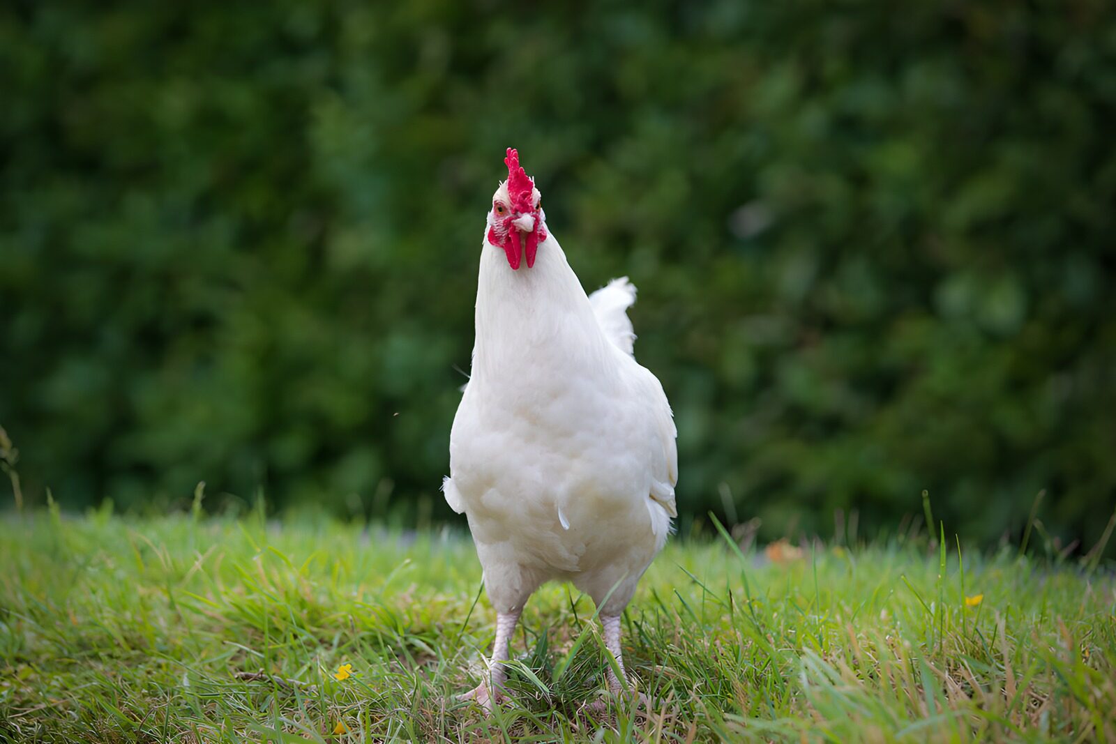 CW9356798: Waakzame witte hen in de tuin