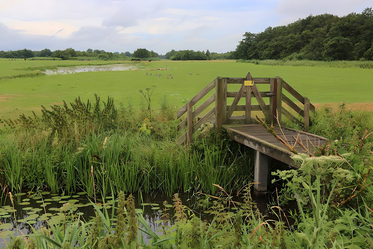 Natuurlijke oever met houten bruggetje