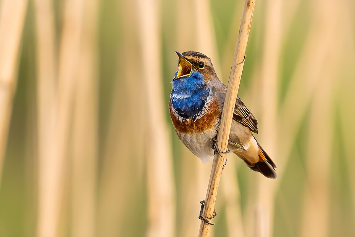Zang van de Blauwe Kiekendief
