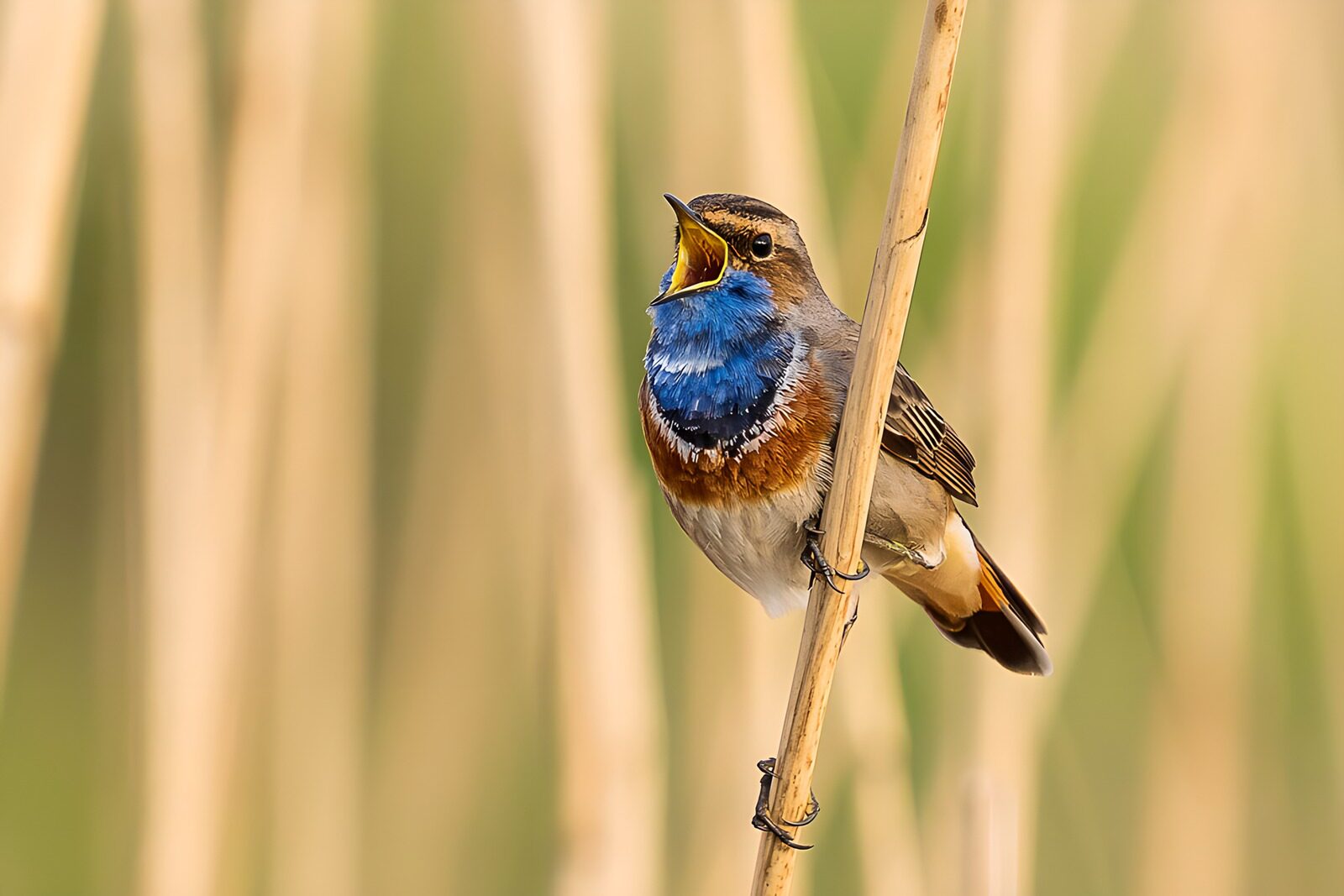 CW7546322: Zang van de Blauwe Kiekendief