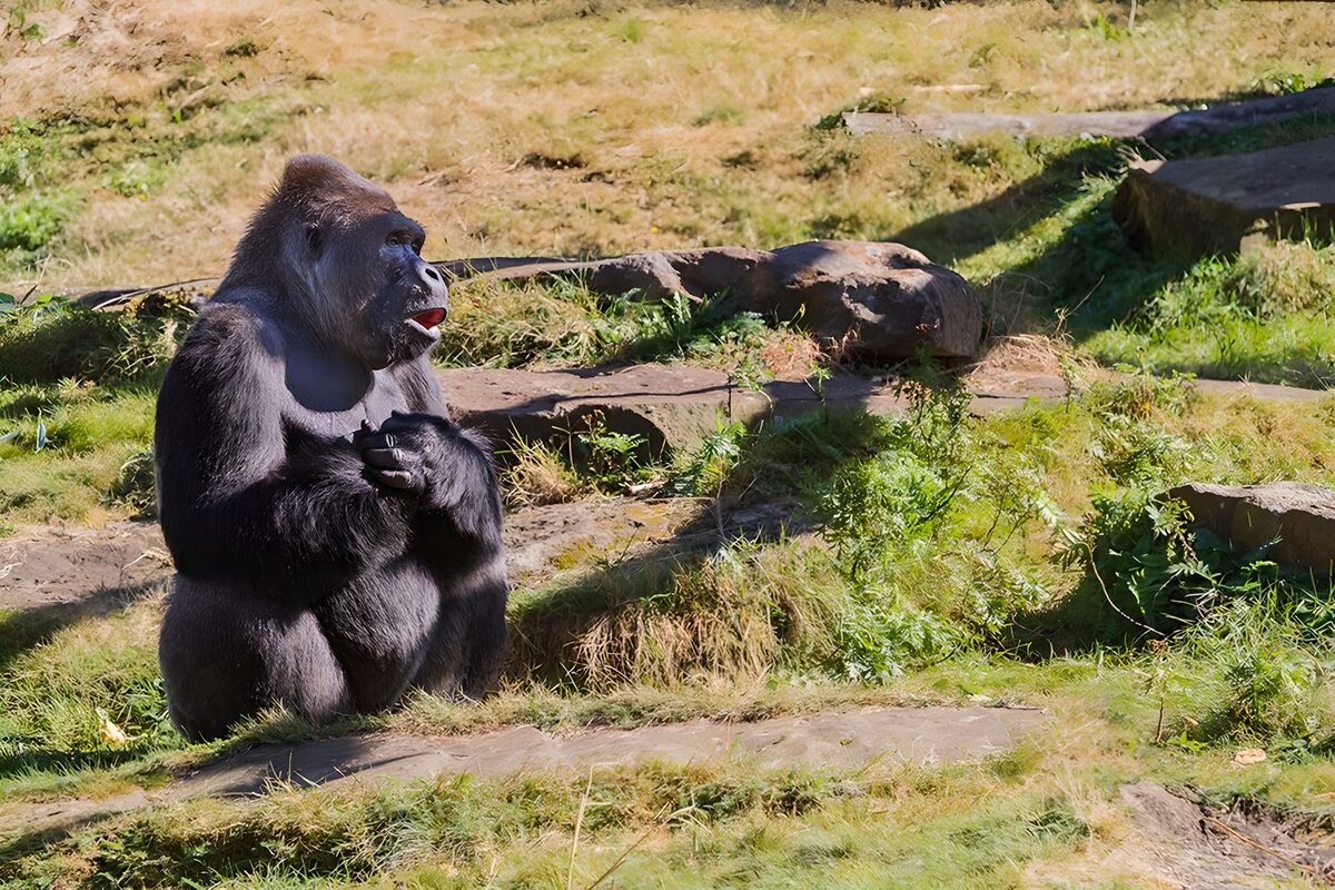 Zittende gorilla in het zonlicht