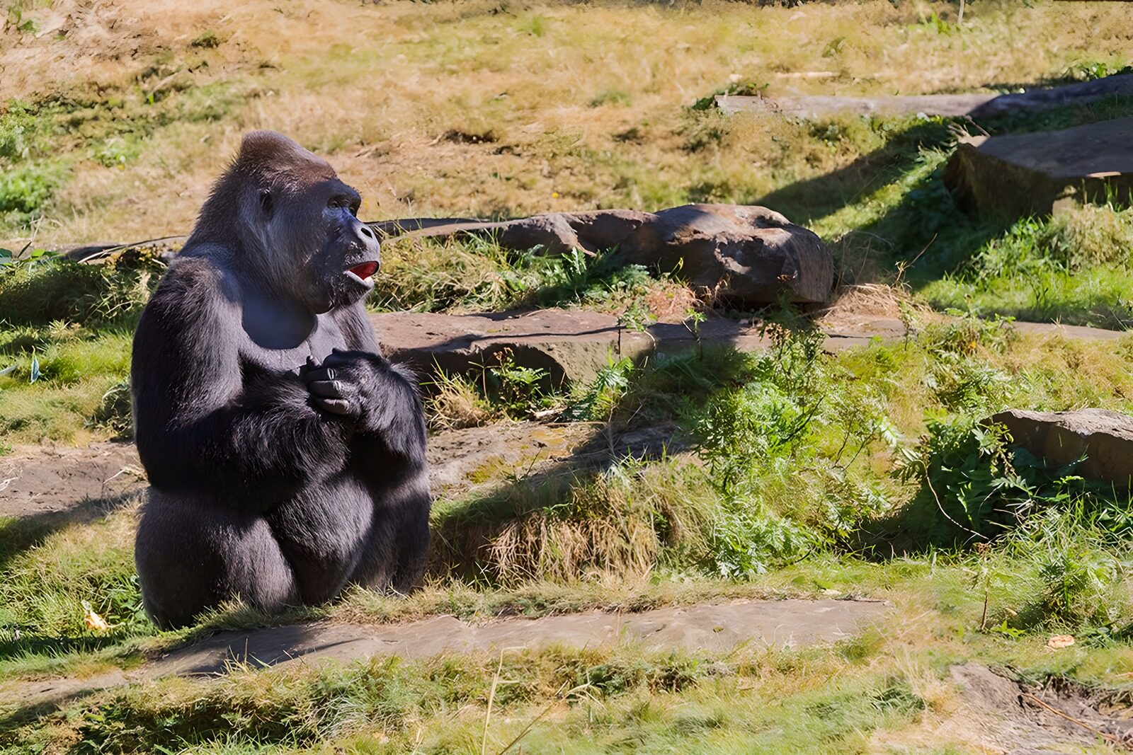 CW2064617: Zittende gorilla in het zonlicht