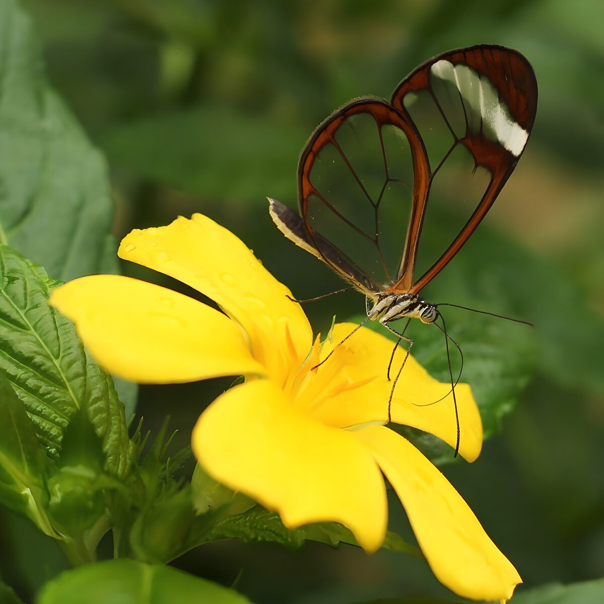Glazen vlinder op gele bloem