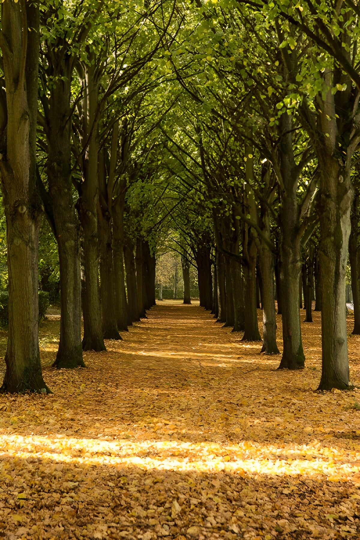 Prachtige laan met herfstbladeren