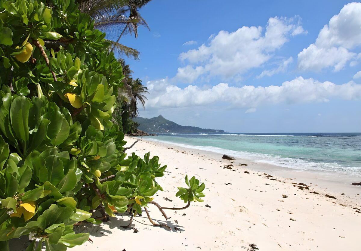CW9406903: Paradijselijk strand met groene planten