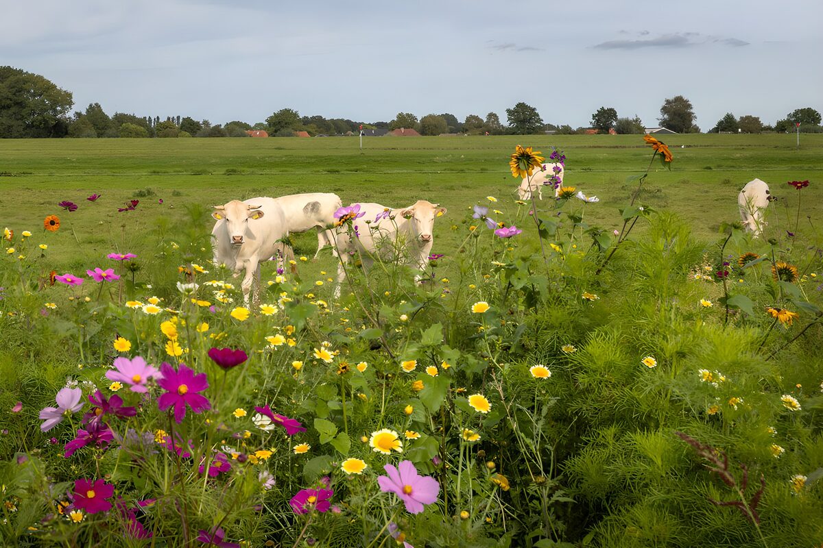 Vrolijke koeien tussen de bloemen