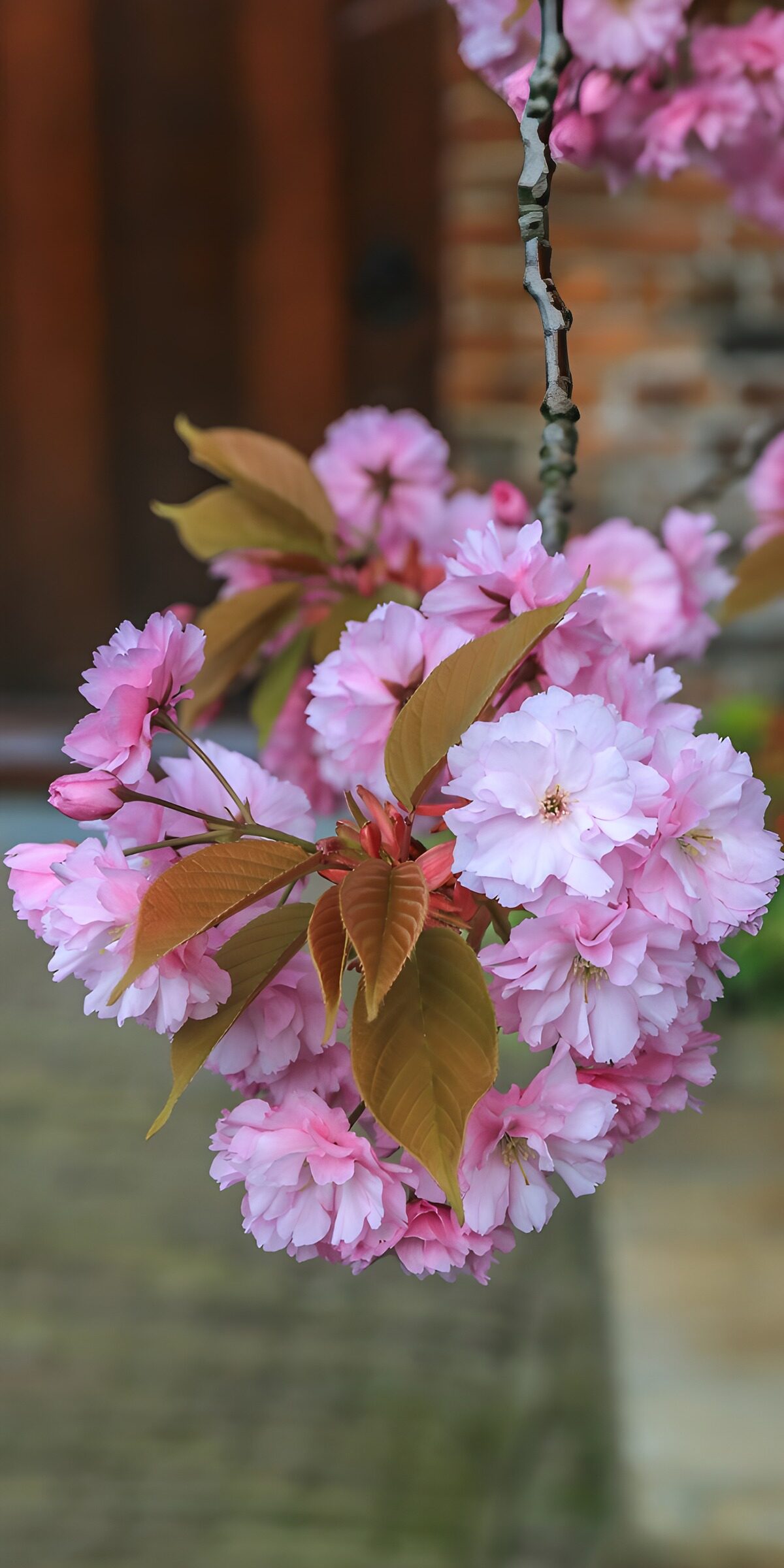 CW2564910: Rozige Bloesems in de Lente