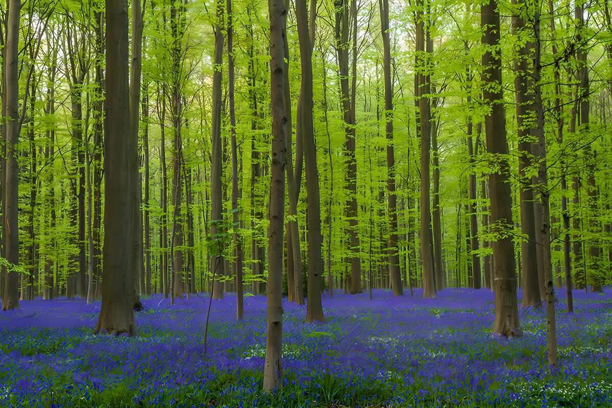 CW9518153: Prachtig bos met blauwe bloemen