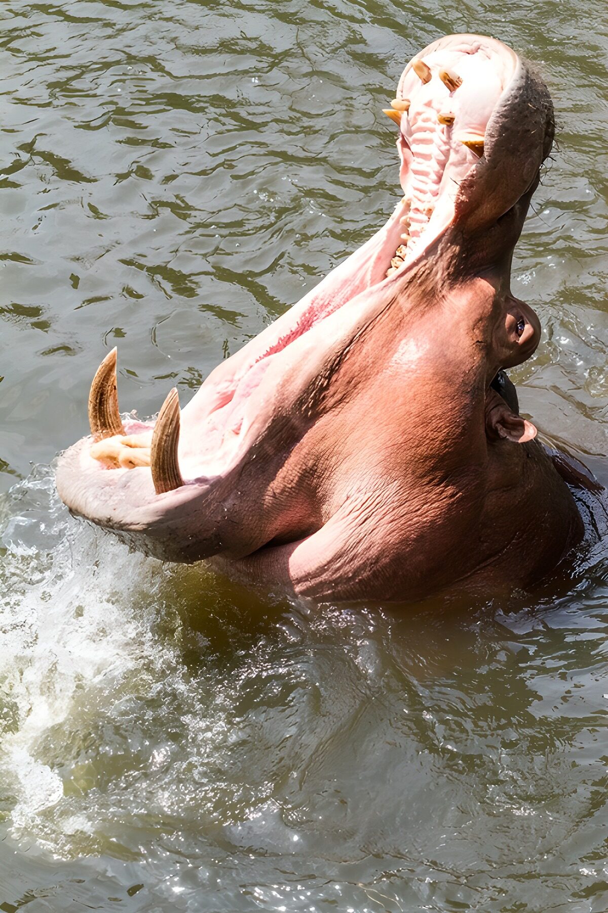 CW4717935: : Brullende nijlpaard in het water