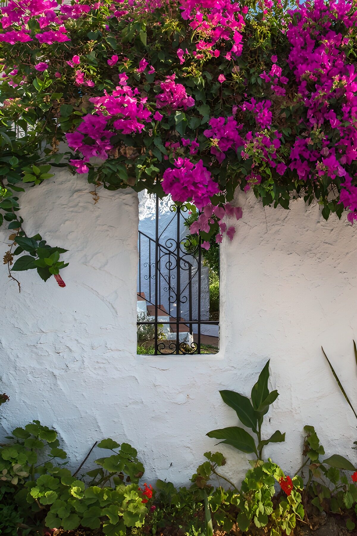 CW8204773: Bloeiende Bougainvillea bij Witte Muur