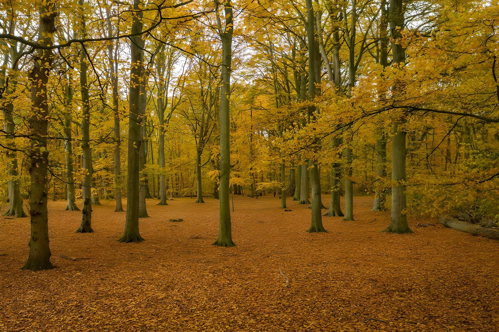 CW7211232: Herfstkleuren in het bos