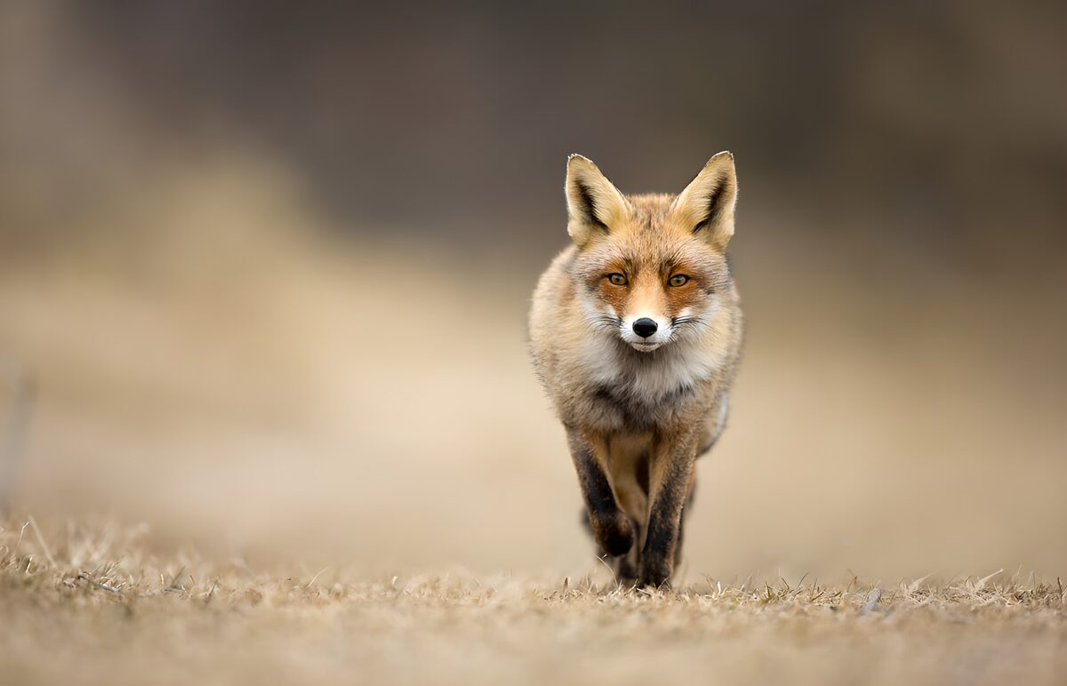 De schoonheid van de vos in de natuur