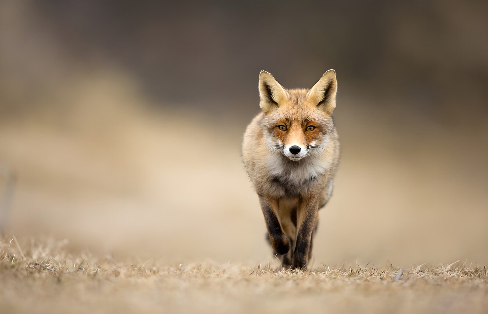 CW4952094: De schoonheid van de vos in de natuur
