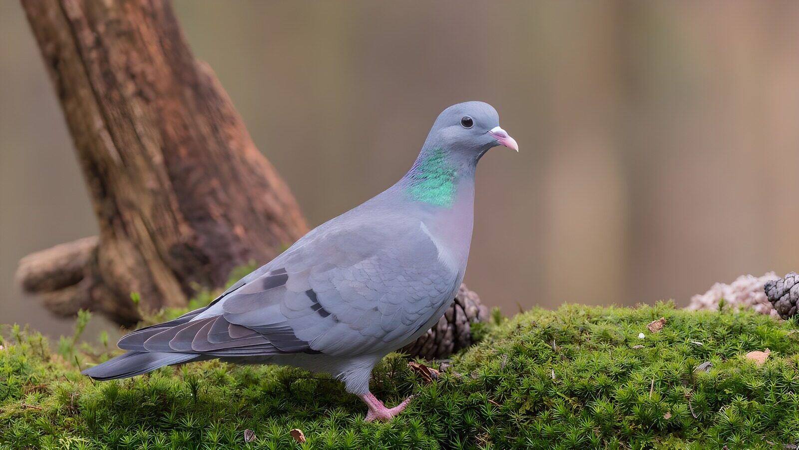 CW5483236: Zachte kleuren van een houtduif