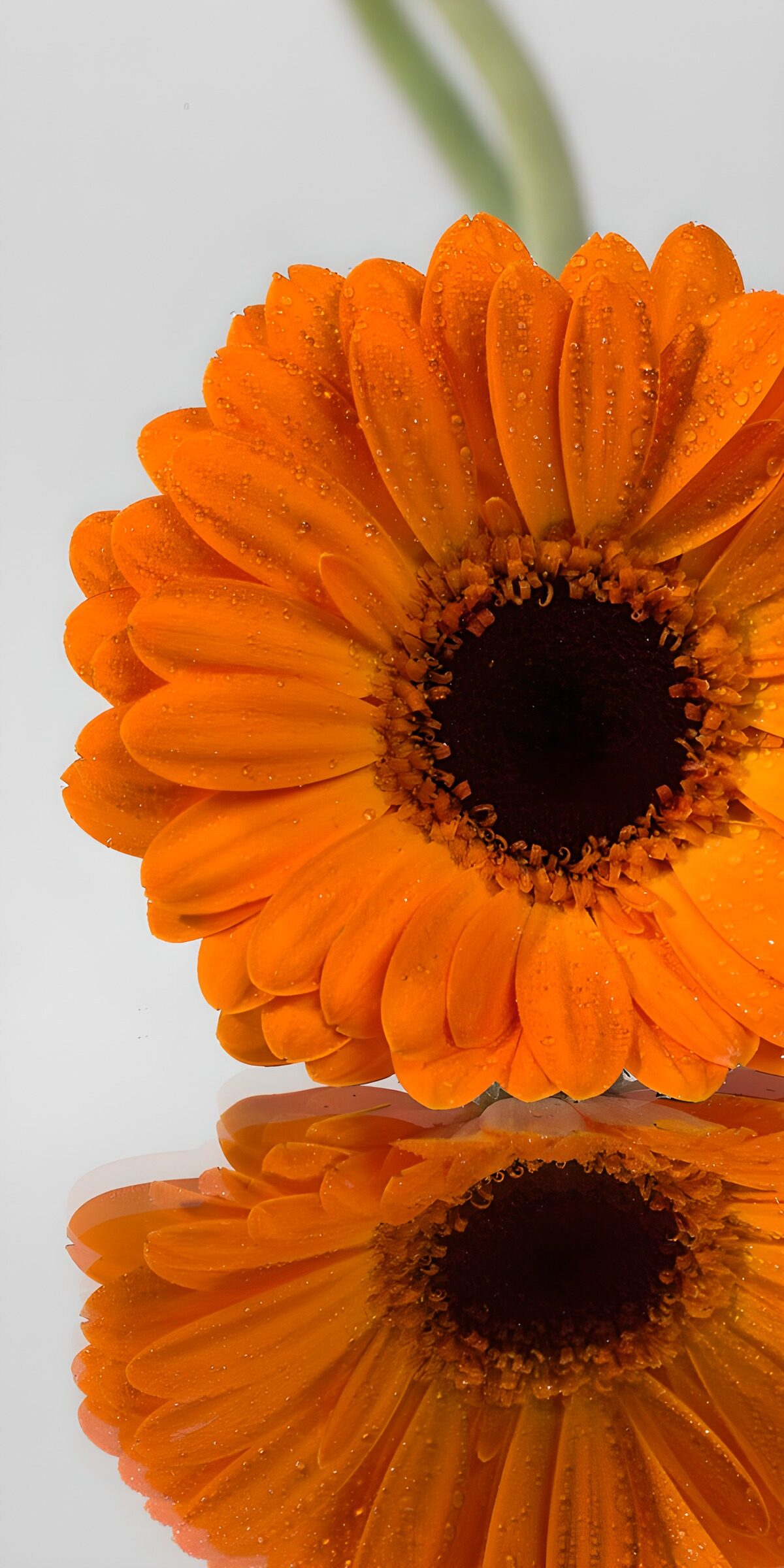 CW3539693: Stralende oranje bloem met reflectie