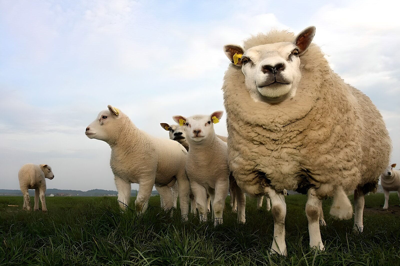 CW2906169: Groep Schapen op het Veld