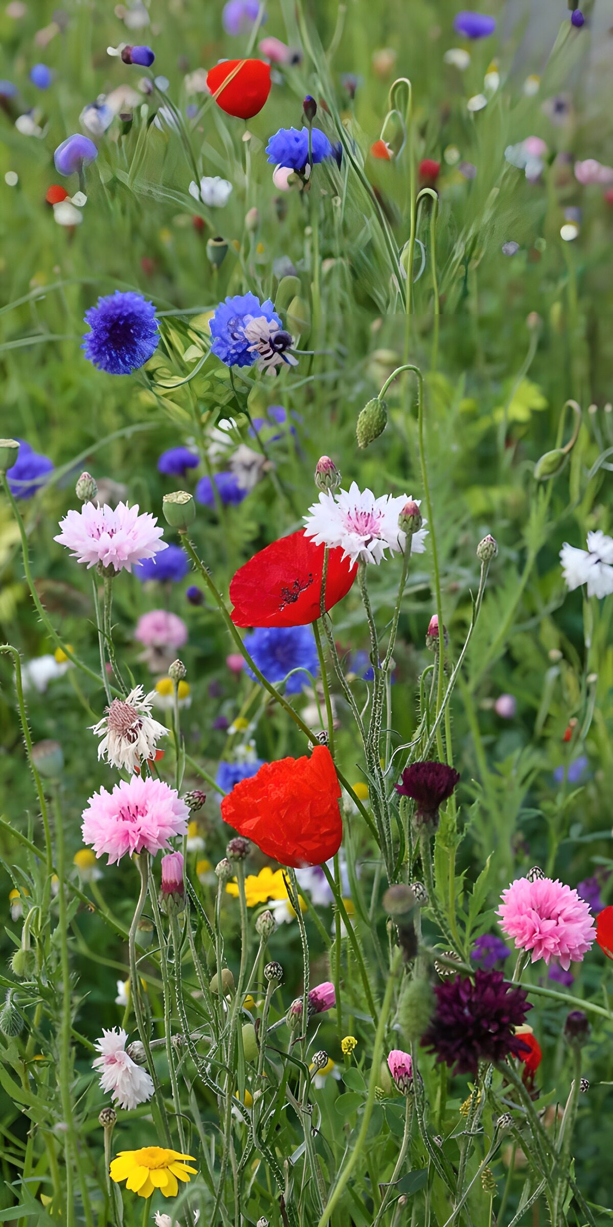 Kleurrijke bloemenweide in bloei