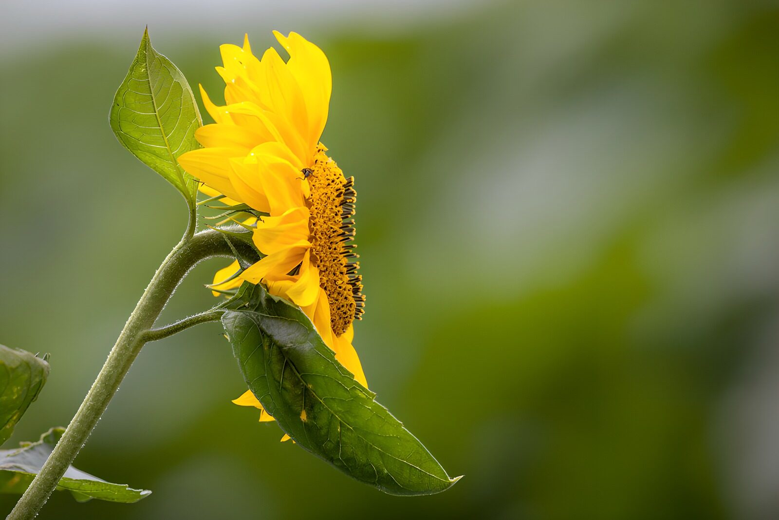 CW3745286: Stralende Zonnebloem in de Natuur