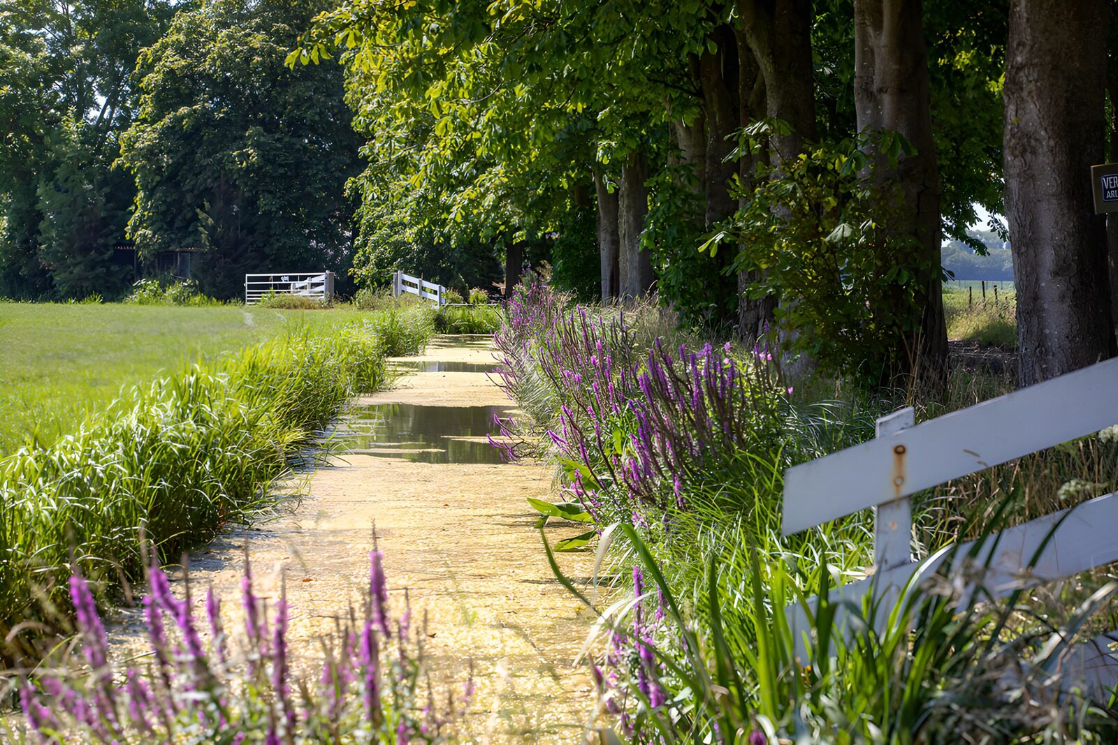 CW2620782: Sereen pad tussen natuur en water