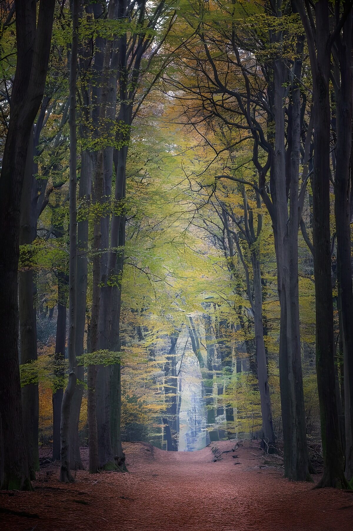 Mystieke Herfstpaden in het Bos