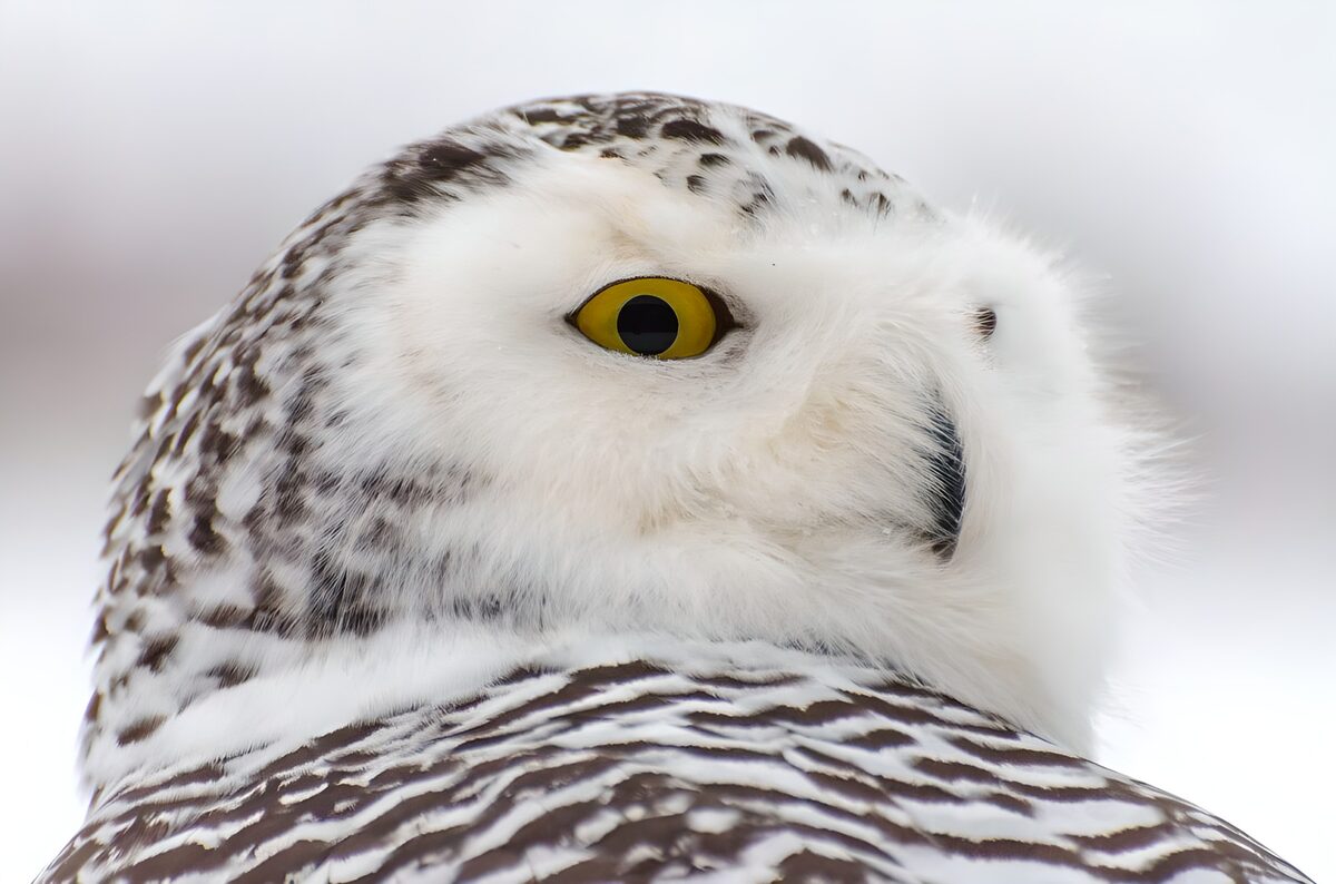 Sneeuwuil in winterse pracht