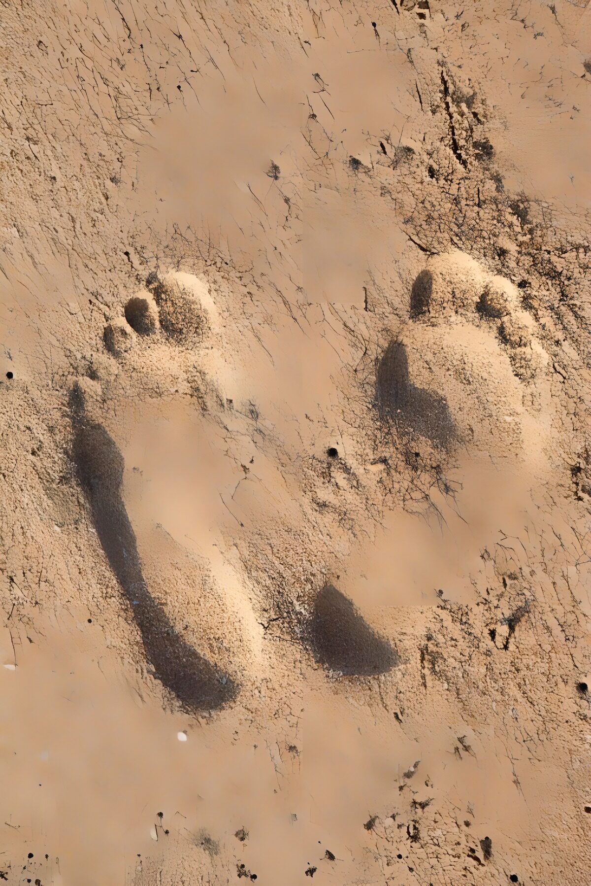 Voetafdrukken in het zand