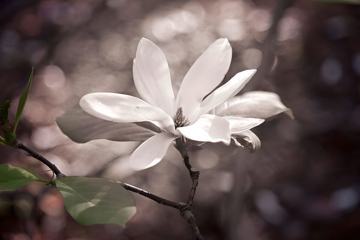 Prachtige magnolia in de natuur