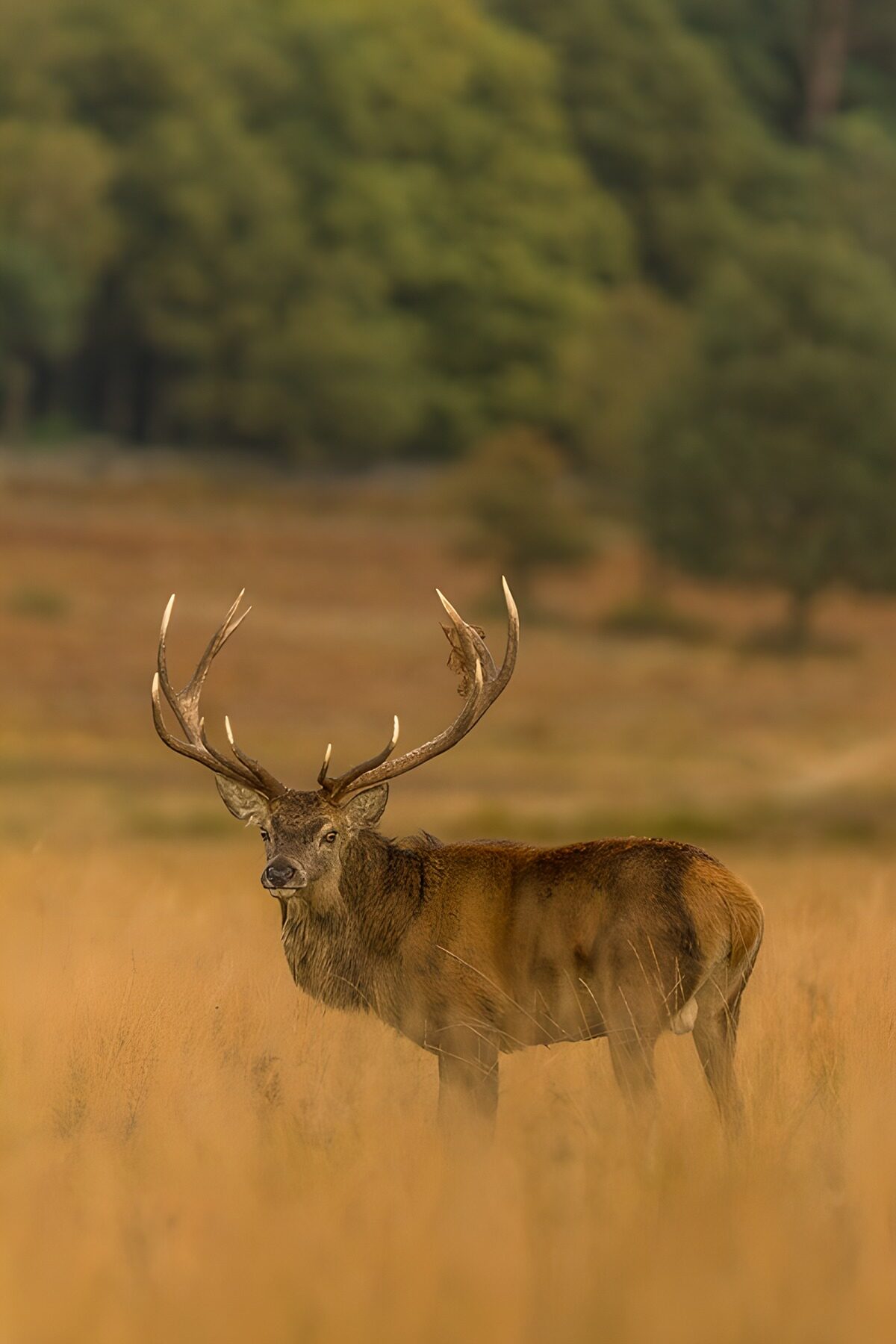 Statige edelhert in het hoge gras