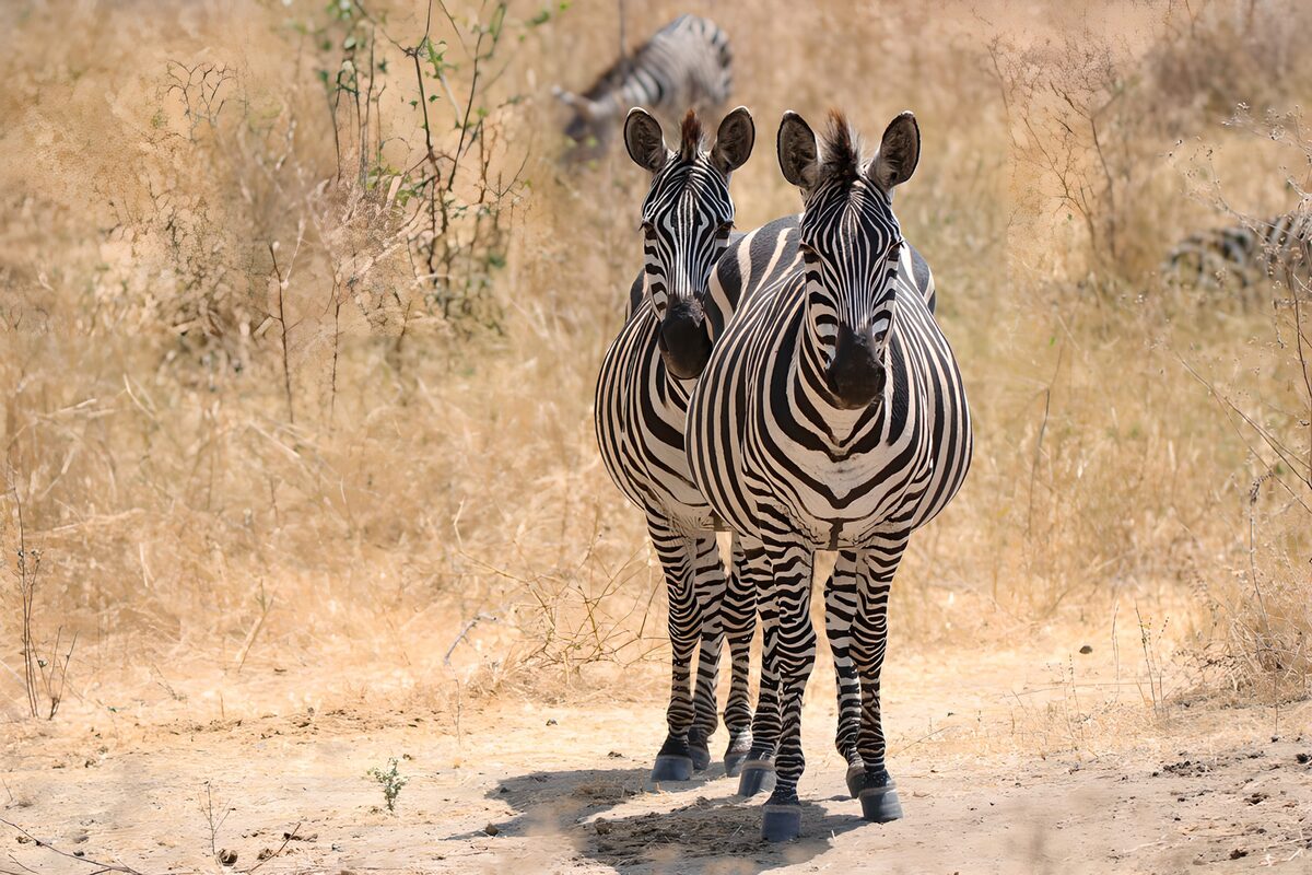 Twee zebra's in het wild