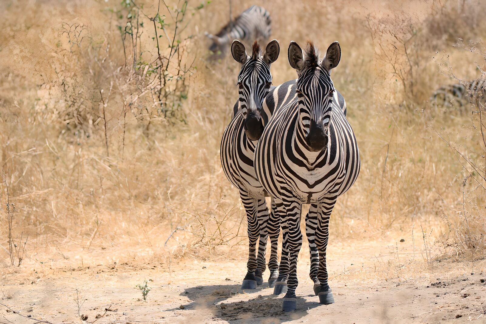 CW6760197: Twee zebra's in het wild