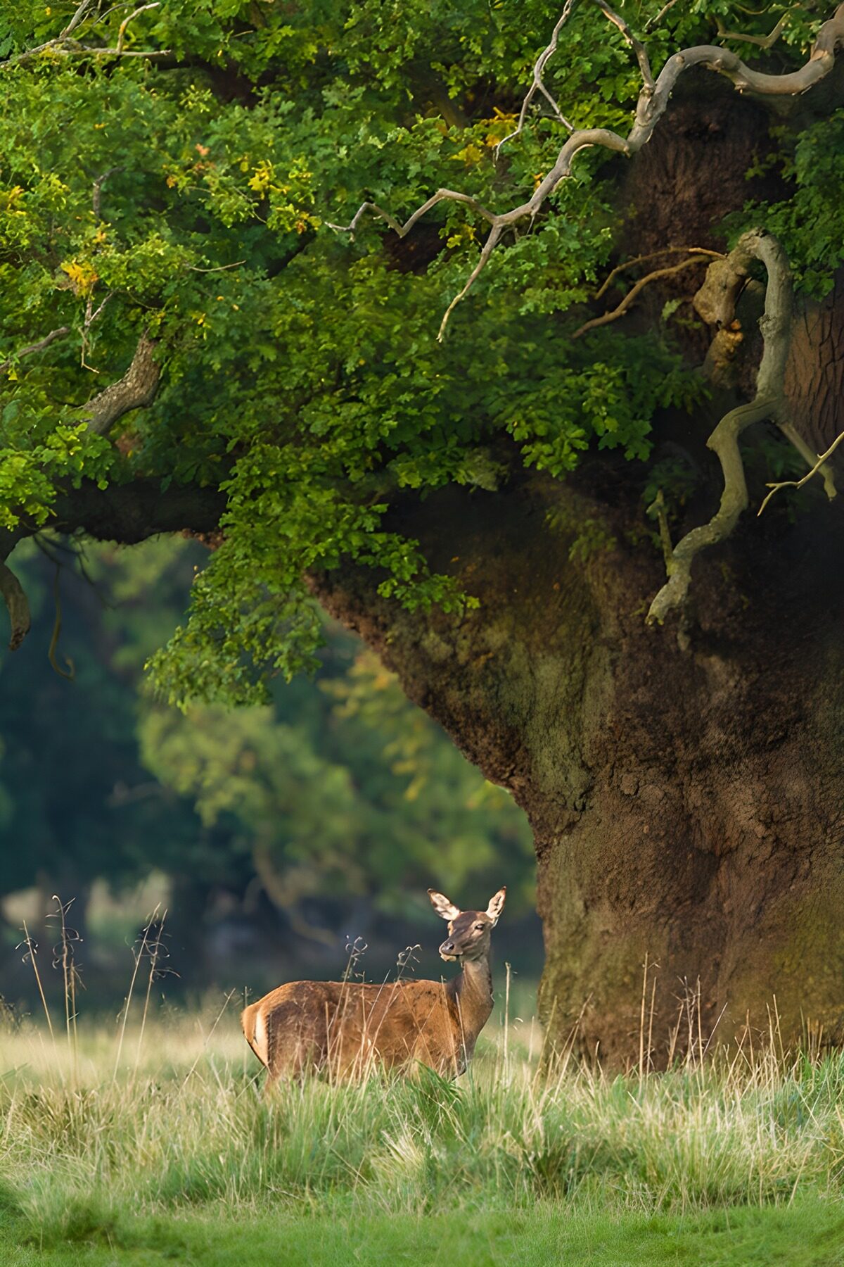 CW9895095: heerlijk rustmoment in het bos