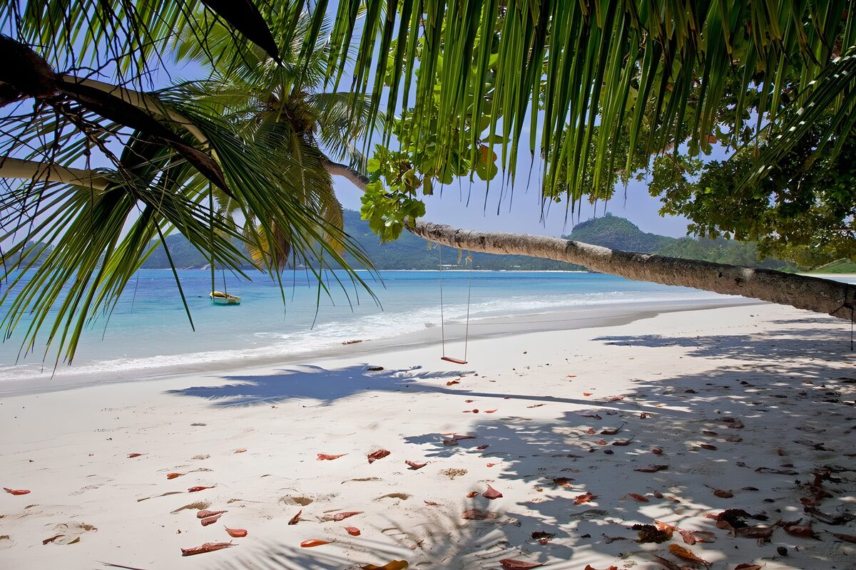 CW5858987: Ontspannen Strand met Palmbladeren