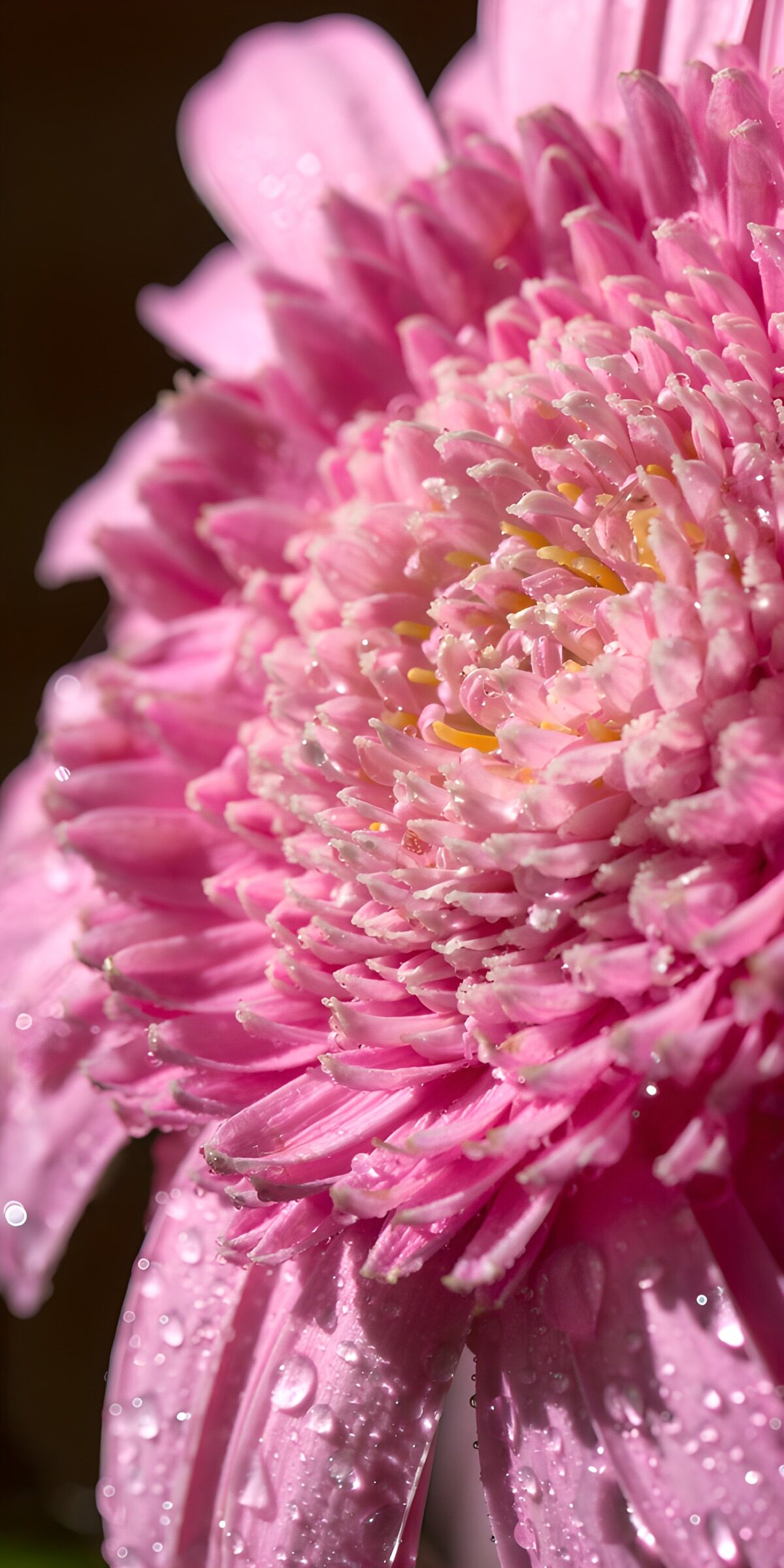 CW7298823: Prachtige rozenbloem met dauwdruppels