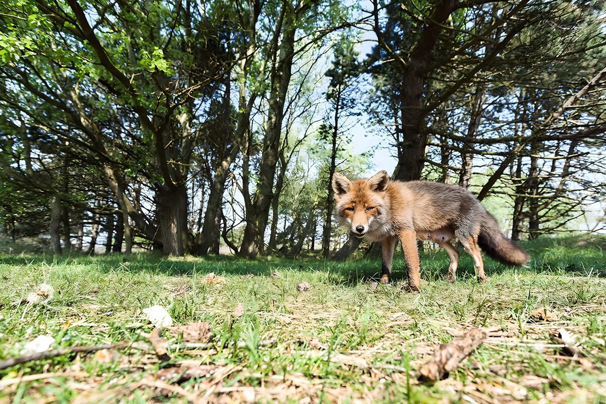 Vos in het bos