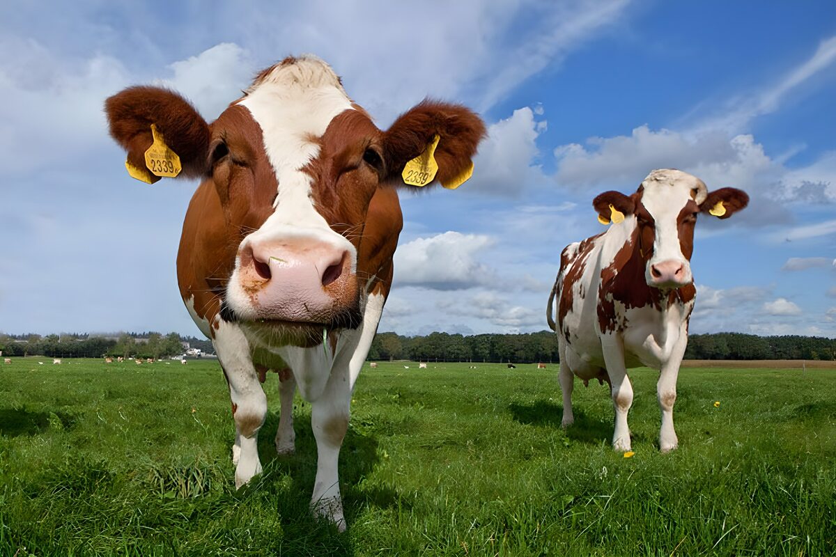 Schattige koeien op de boerderij