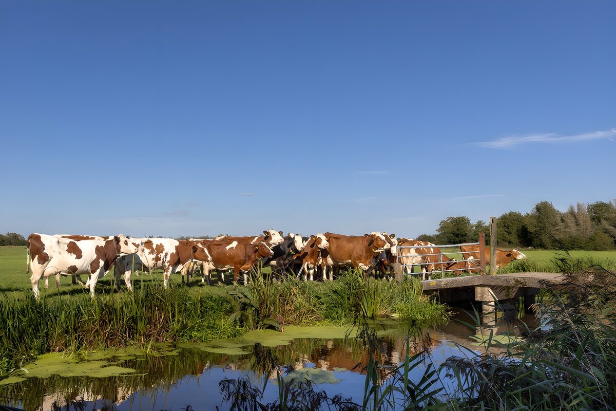 Koeien bij een brug in het groene veld