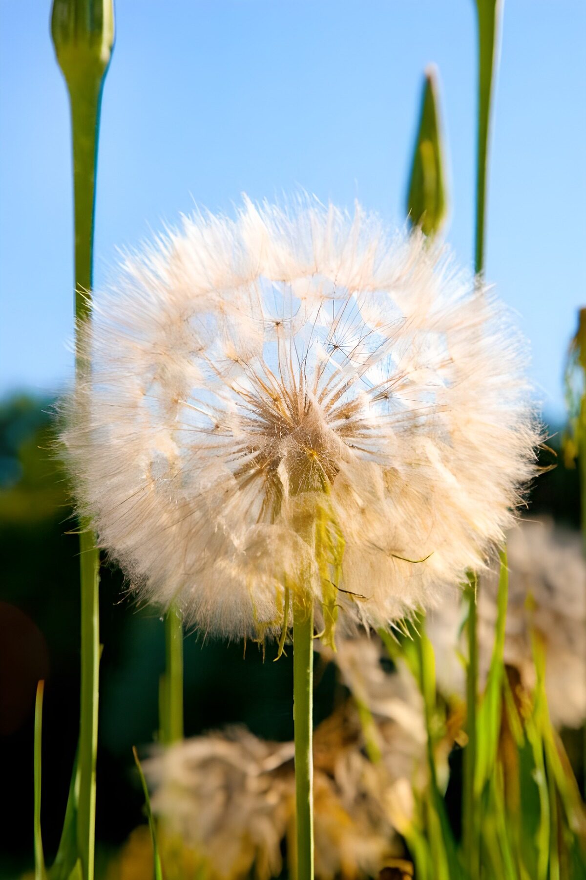 Het perfecte paardenbloemzaad