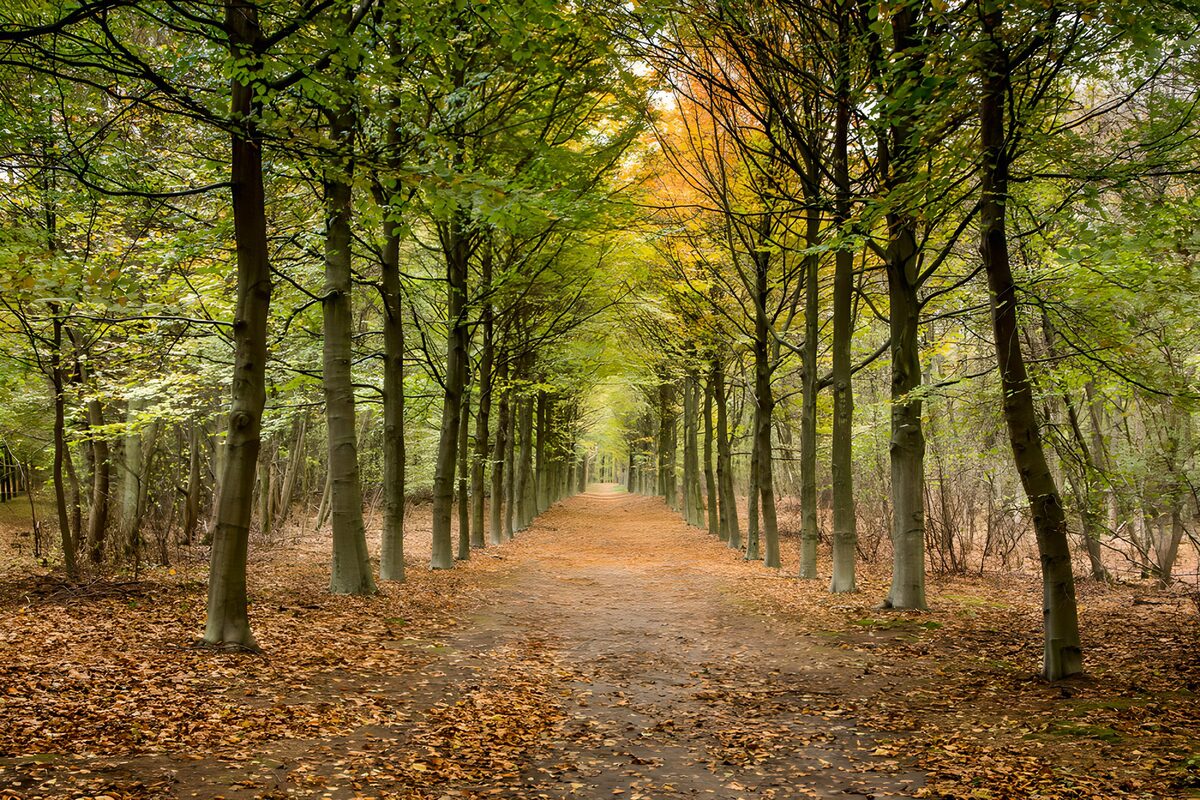 CW6362271: Paden tussen de bomen in de herfst