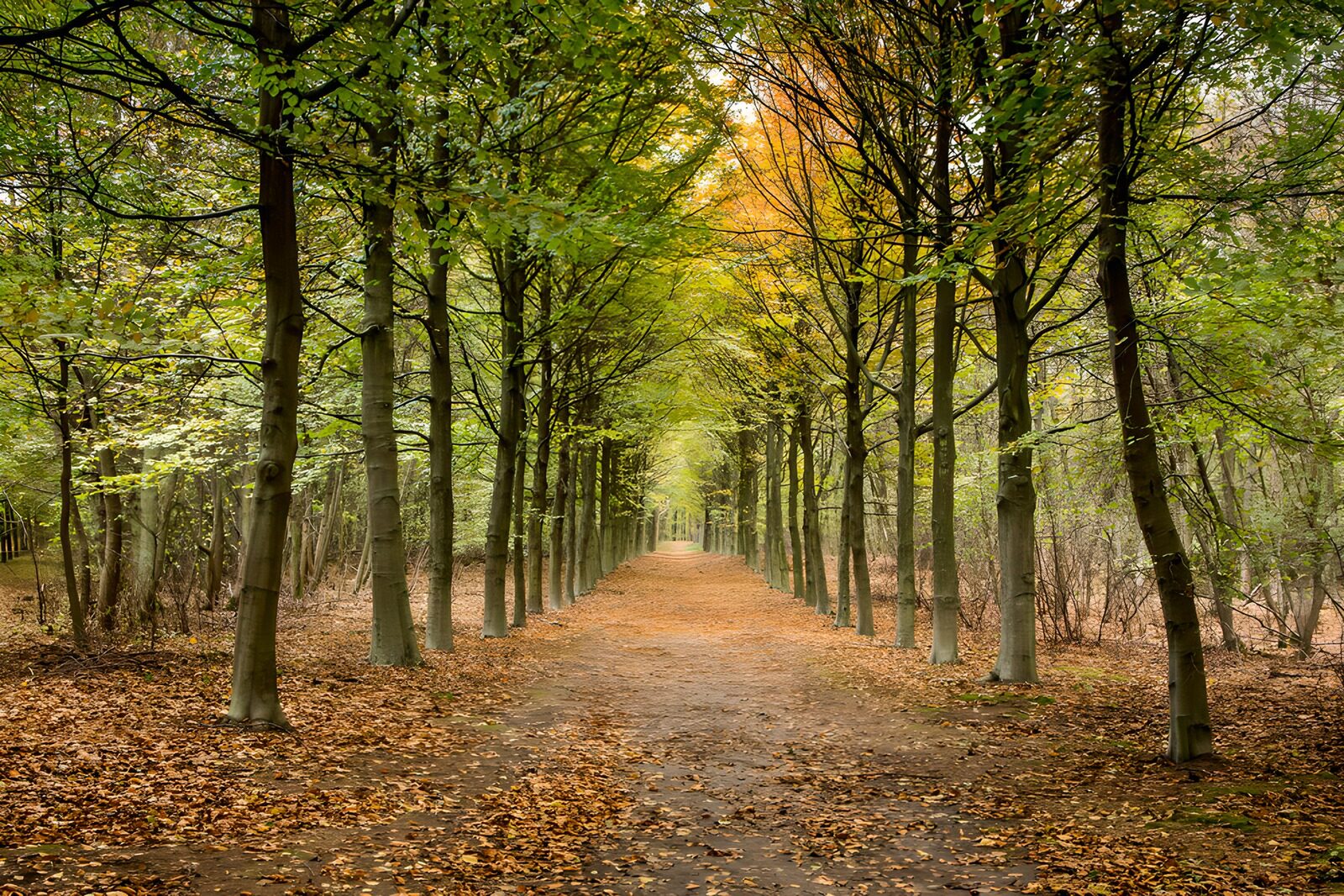 CW6362271: Paden tussen de bomen in de herfst