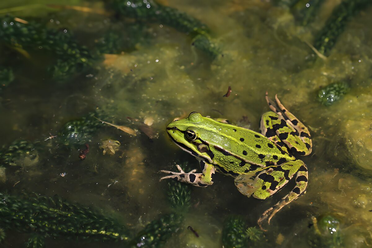 Groenpad in zijn natuurlijke omgeving
