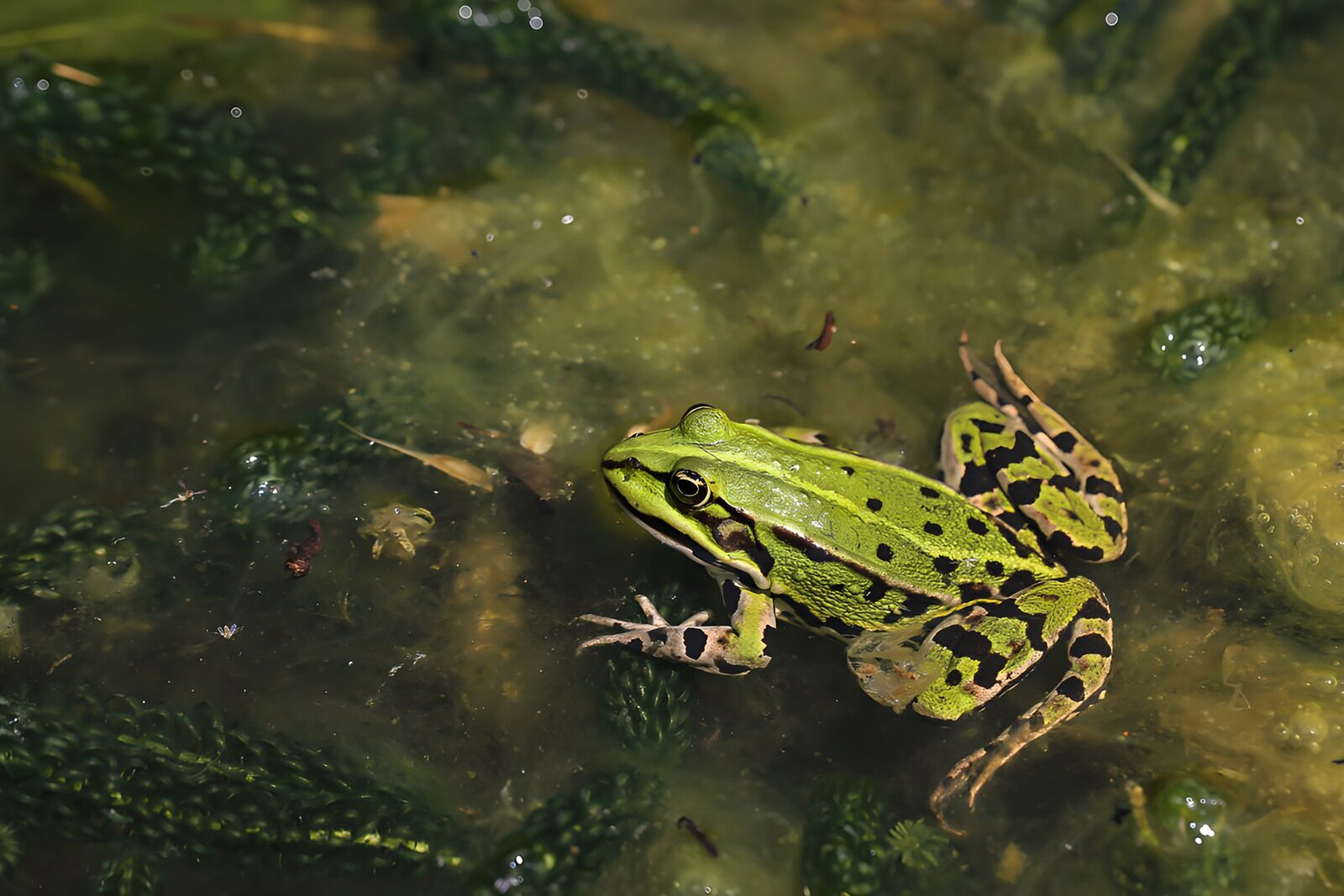CW5127619: Groenpad in zijn natuurlijke omgeving