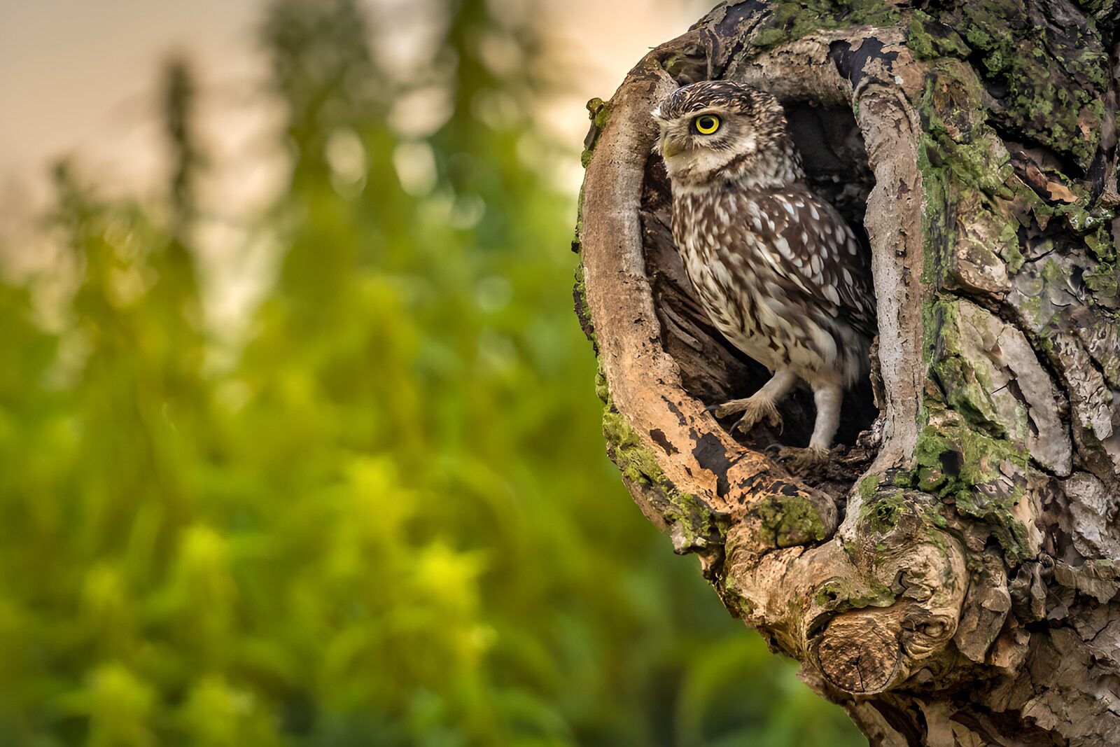 CW5722805: Kleine uil in zijn nest