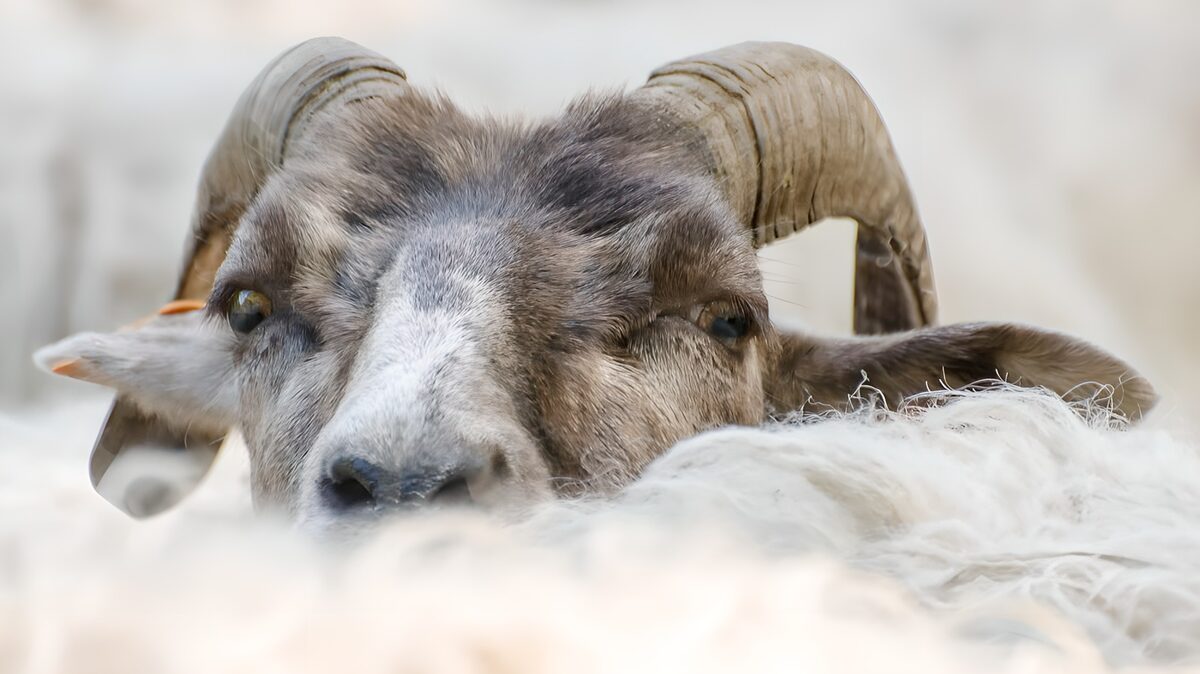 Schaap tussen wolken van schapenhaar