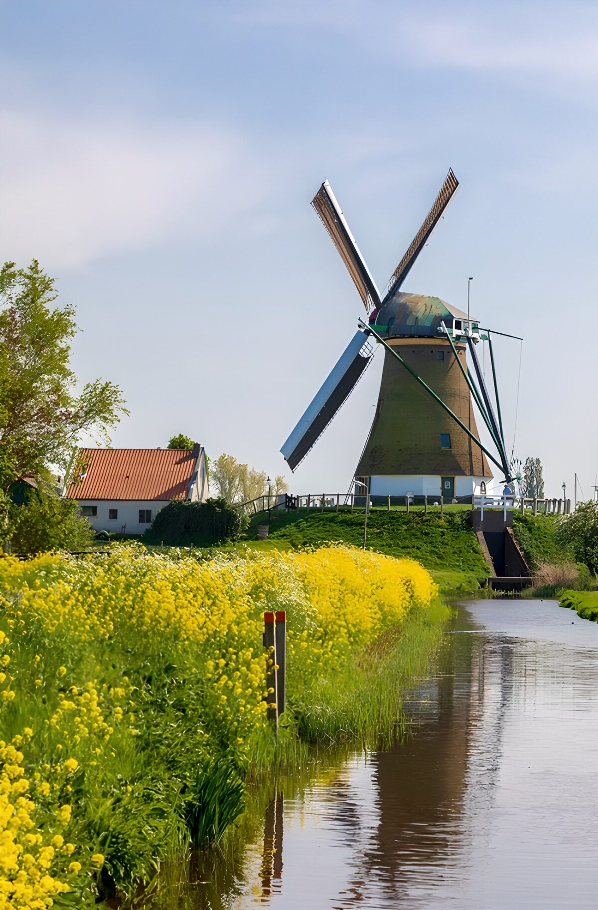 Molen omgeven door bloeiende bloemen
